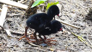 Purple Gallinule Chicks Fight Each Other for Food [upl. by Jordan]