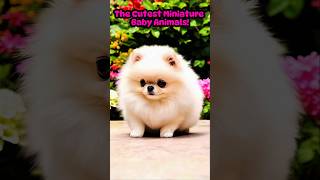 THE CUTEST MINIATURE BABY ANIMALS 5  DANCING POMERANIAN  shorts [upl. by Ahsytal]