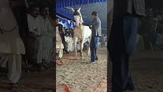 The Viral Horse Dance Craze Explained [upl. by Fitting]