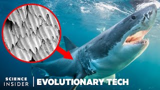 How Shark Scales Unique Design Could Stop Bacteria Spread  Evolutionary Tech [upl. by Gabey]