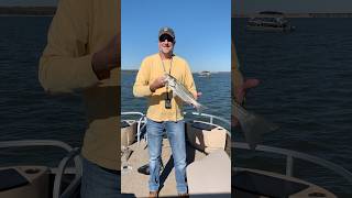 Striper fishing at Lake Texoma…beautiful day on the water laketexoma stripedbassfishing [upl. by Kinata831]