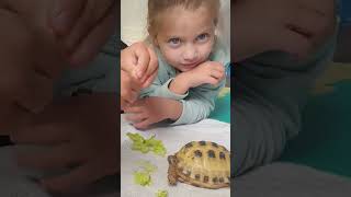 Trunky the Horsefield Tortoise and family part 1 shorts happy cute family animals [upl. by Wymore932]