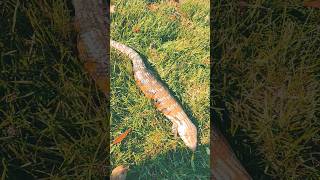 Blue the blue tongue skink male reptile bluetongueskink skinks  lizards beautiful tikkisgeckos [upl. by Atnuahs899]