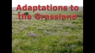 Grassland Adaptations [upl. by Roby]