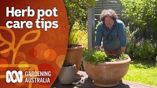 How to maintain your potted herb plants  Gardening 101  Gardening Australia [upl. by Namus]