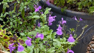 How to grow Salvia GREGGII  Must have perennial for your Garden [upl. by Euridice]