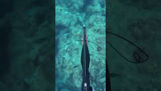 3 DAYS OF SPEARFISHING IN 20 SECONDS [upl. by Hahcim]