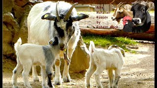 Zwergziegen  Alte Nutztierrassen Folge 20  Westafrikanische Ziegen im Rasseportrait pygmy goats [upl. by Pru947]