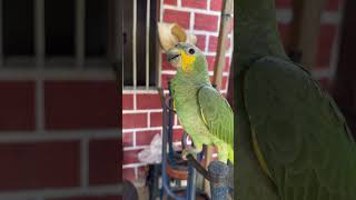 Parangaricutirimícuaro 😅🤣🤣🤣 comedy funny parrot [upl. by Nork]