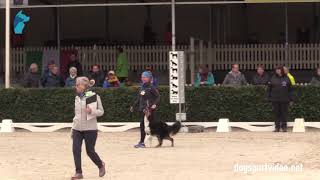 Selection  Elke Boxoen  Jessy Luna Tale  Border Collie  Belgium [upl. by Klinges201]