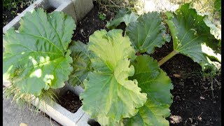 Growing and Transplanting Rhubarb [upl. by Mcarthur417]