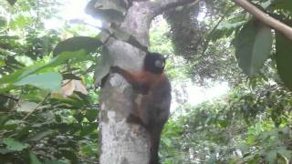 Golden Tamarin Monkeys Wooly Monkey Titi Monkey on Monkey Island [upl. by Else]