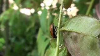 Releasing ladybirds to control aphids greenfly and blackfly by Green Gardener [upl. by Essilevi]