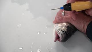 Fish Tagging Operculum cheek method [upl. by Kitchen]