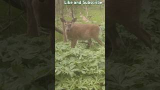 The Deer Whisperer Deer in the Mayapple [upl. by Aufa]