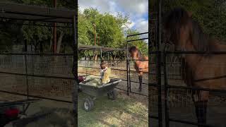 The alfalfa 🌱 is heavy 🥵 farming farmandranch horseriding ranch horse ranchlifestyle funny [upl. by Jacobo321]