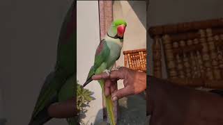 Alexandrine parakeet Parrot  Ringneck Talking Parrot [upl. by Vasti]