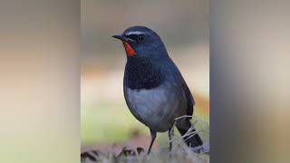 Himalayan Rubythroat  white tailed Rubythroat call sound [upl. by Ardnod]