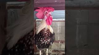 Adorable Rooster Crowing Loudly  Amazing Rooster Crowing Sounds 🐓 shorts [upl. by Cheng]