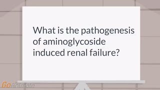 How do aminoglycosides cause renal failure [upl. by Jotham]