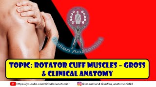 Clinical Anatomy of the Rotator Cuff Muscles  A Students Guide [upl. by Kerianne]