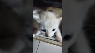 Bayi kucing haus shortsvideo kucinglaper kucinghausperhatian [upl. by Hayyikaz]