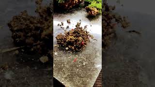 Springtails 🐞🪲 mossgarden srilanka minigarden mininature springtails viralshorts nature [upl. by Volnak605]