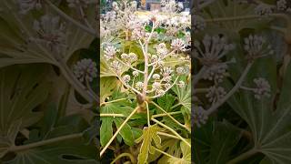 Fatsia japonica Variegata 🤩fatsia plants nature flowers kwiaty [upl. by Nnayecats743]