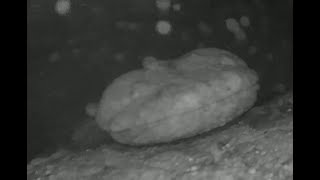 Hellbender nest camera Susquehanna River basin fall 2024 [upl. by Anerhs719]