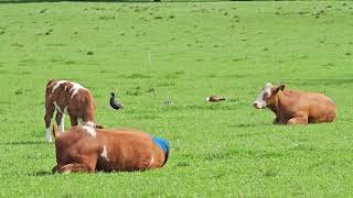 Paradise shelducks with ducklings strolling among cows  New Zealand Birds  Park stroll [upl. by Moitoso644]