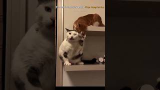 The Cats Captured Laugh Clips Compilation [upl. by Ahsinert]