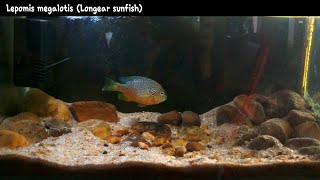 Longear sunfish Lepomis megalotis 55G aquarium [upl. by Nomyt269]