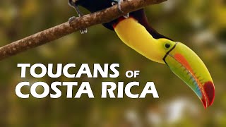 Toucans of Costa Rica 2021 [upl. by Vola]