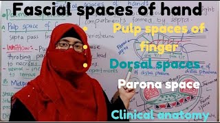 Fascial spaces of hand  pulp spaces of finger  dorsal spaces forearm space of parona bd churasia [upl. by Aikahs]