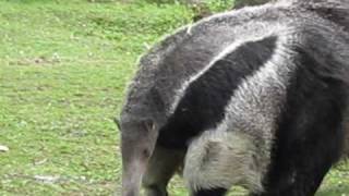 Giant Anteater Zoo Vienna [upl. by Aihsyak]