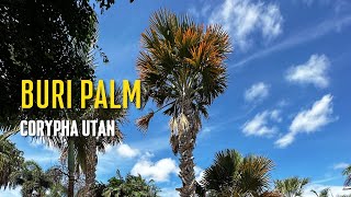 Corypha utan  Buri Palm [upl. by Auqinimod]