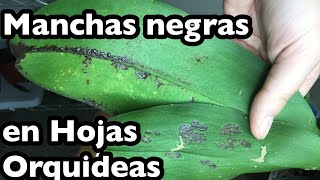 Manchas en las hojas de tus orquídeas Diferencias y porque pasa [upl. by Aneloj]