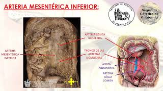 E41  Vascularización de abdomen inframesocólico  Anatomía 2  FMed UBA [upl. by Ime]