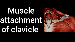 MUSCLE ATTACHMENT OF CLAVICLECLAVICLE [upl. by Bruis]