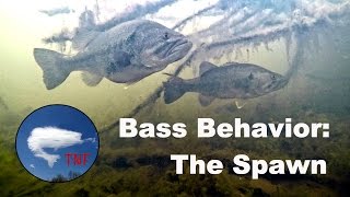 Largemouth Bass Behavior 1 The Spawn [upl. by Solokin]