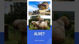 Living Stones trovants armenia naturalwonder armeniatravel youtubeshorts shortfeed [upl. by Ahsenac882]