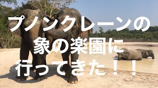 プノンクレーンの象の楽園に行ってきた！！カンボジア・シェムリアップ］ [upl. by Farleigh]