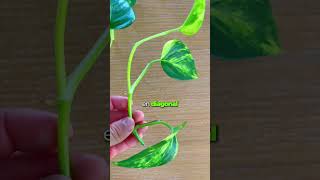 🌱 Cómo propagar el Potos en 5 pasos 🌱 planttips pothos plantasdecasa plantasdeinterior [upl. by Yelats896]