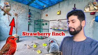 Strawberry finch making nest  Zebra finches ny anday dy diyeDiamond Dove ny phir se anday dy diye [upl. by Irmo]