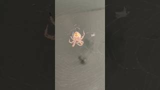 Big spider web spooky nature cobweb spider arachnids insects scary thriller mj [upl. by Ayardna867]