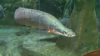 Arapaima in Ocean Park Hongkong [upl. by Lethia]