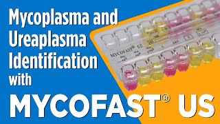 MYCOFAST® US for Mycoplasma and Ureaplasma Identification [upl. by Annodam533]