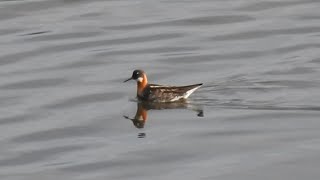 Rednecked Phalarope in Northumberland [upl. by Salguod]