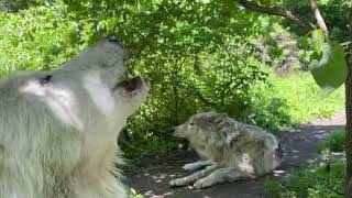 Gray Wolf Brothers Share Summer Howl [upl. by Leicam894]