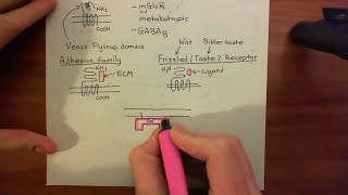 Adenylyl Cyclase Part 2 [upl. by Mannes]